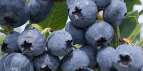 Borovnice: kada i gdje sakupljati, kada sazrijevaju, kada počinju da rađaju